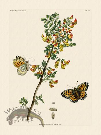 Wilkes Butterflies 119